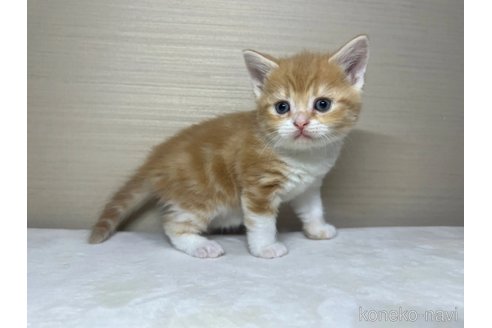 成約済の茨城県のスコティッシュフォールド-110539の3枚目